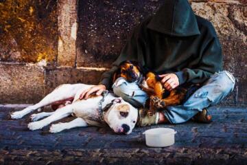 Homeless Dog Edited