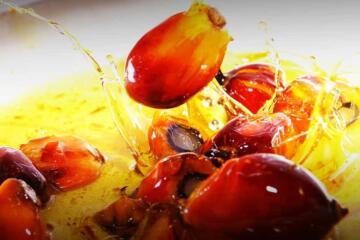 Palm Oil Fruit Oil Edited