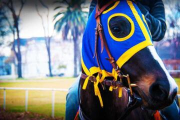 Race Horse Edited