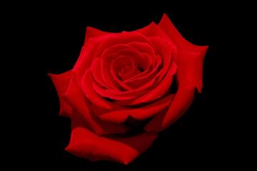 Red rose with black background scaled